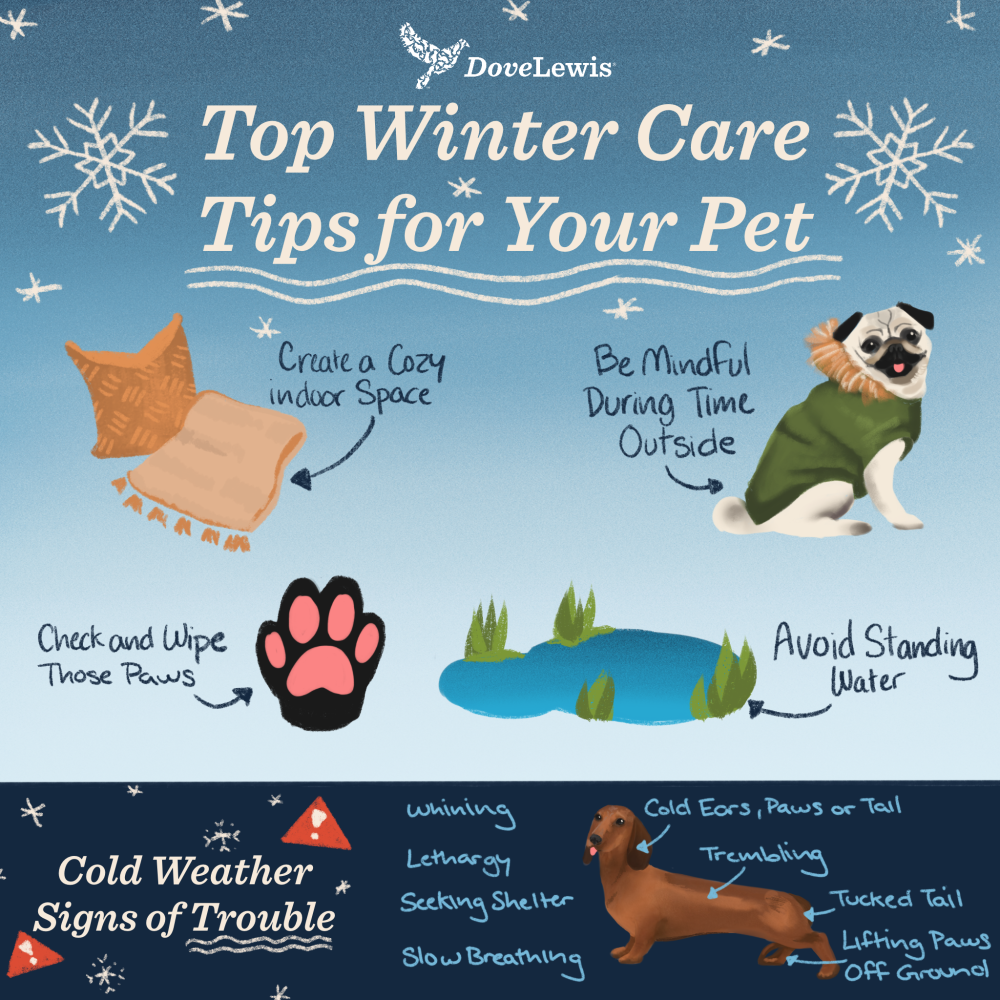 Top Winter Care Tips For Your Pets | DoveLewis